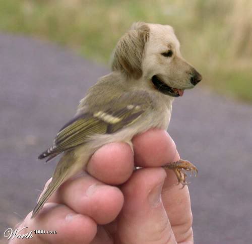 birddog2-1.jpg