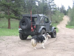 Molly_Jeep-1.jpg