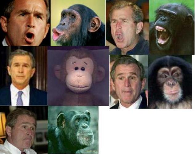 bush_chimp-5.jpg