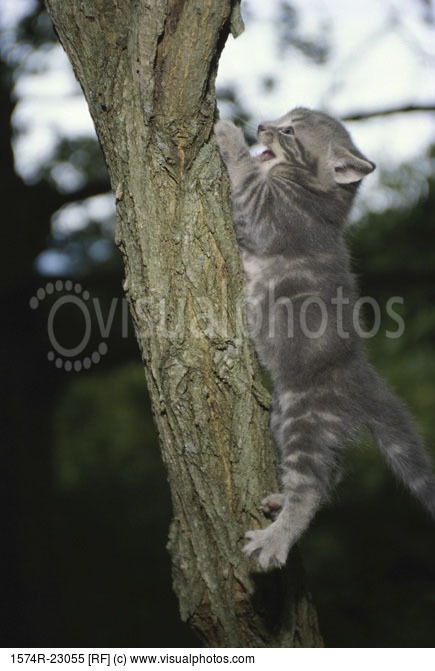 cat_climbing_a_tree_1574R23055-1.jpg